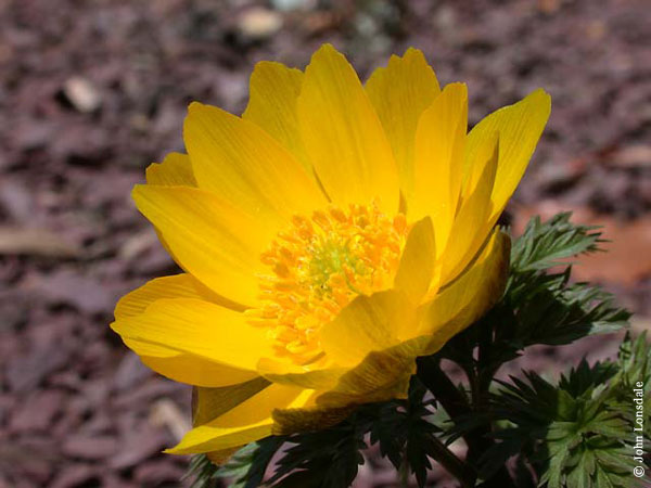 آدونیس Adonis amurensis 