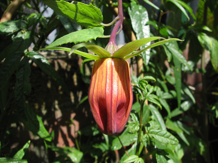 Pacific Bulb Society Canarina