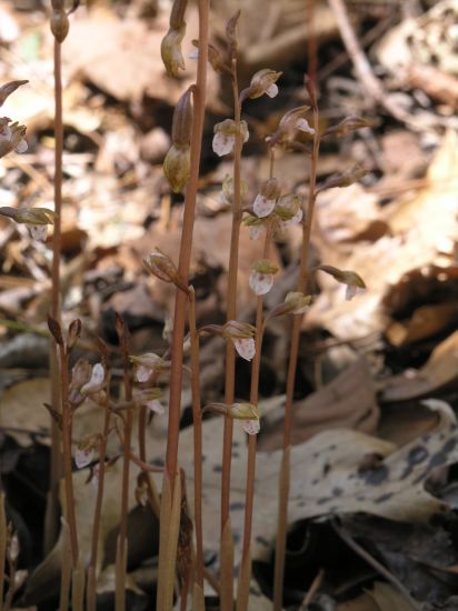 corallorhiza wisteriana