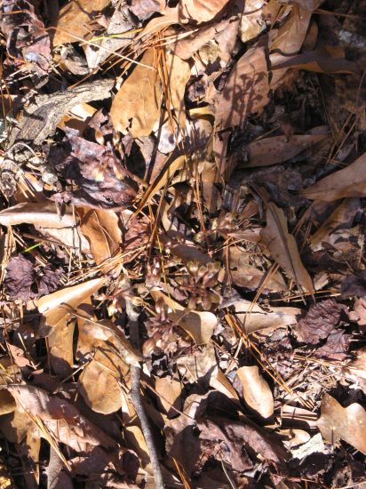 corallorhiza wisteriana