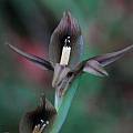 Gladiolus hyalinus