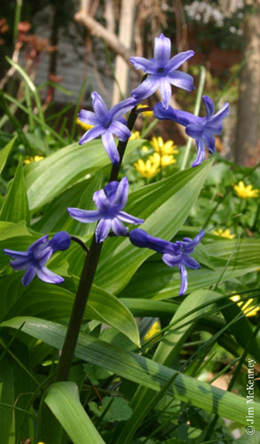 [Imagen: Hyacinthus_orientalis_Roman_blue_jmck_01.jpg]