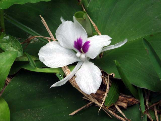 Kaempferia Galanga in bloom