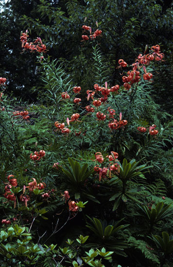 Lilium_lancifolium.jpg