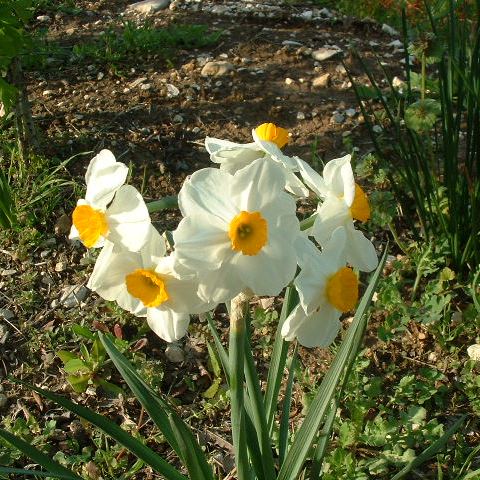 Narcissus 39;Geranium 39; is a Tazetta hybrid that is very floriferous an