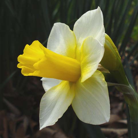 Narcissus 39;Golden Echo 39; is a midseason bloomer with white petals an