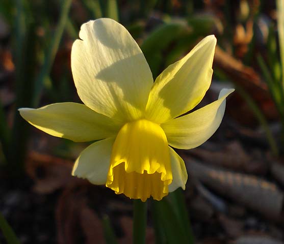 Narcissus 39;Jack Snipe39; is a smallish midseason bloomer with white an