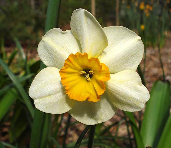 Narcissus 39;La Belle 39; is a small, mid to late season bloomer with pal