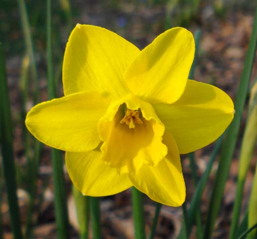Narcissus Jonquilla Related Keywords amp; Suggestions  Narcissus 