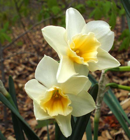 Narcissus 39;Sweet Love 39; is a fragrant midseason bloomer with white 