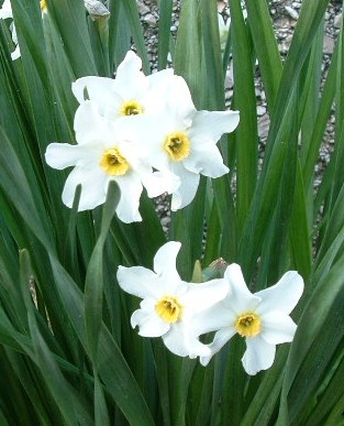 Narcissus × medioluteus, Angelo Porcelli