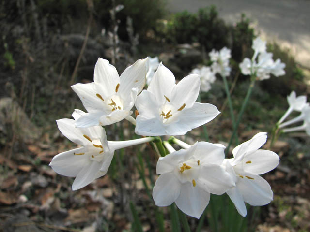 Narcissus broussonetii forma grandiflorusLarger flowers; tetraploid 