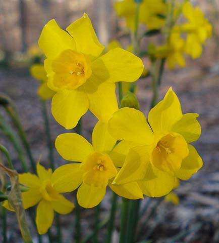 Narcissus jonquilla var. henriquesii12 flowers per umbel. Portugal 