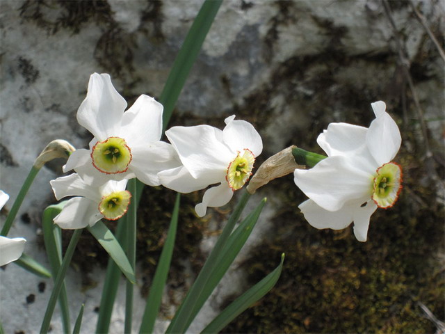 Narcissus poeticus subsp. radiiflorus var. poetarum : Red corona 