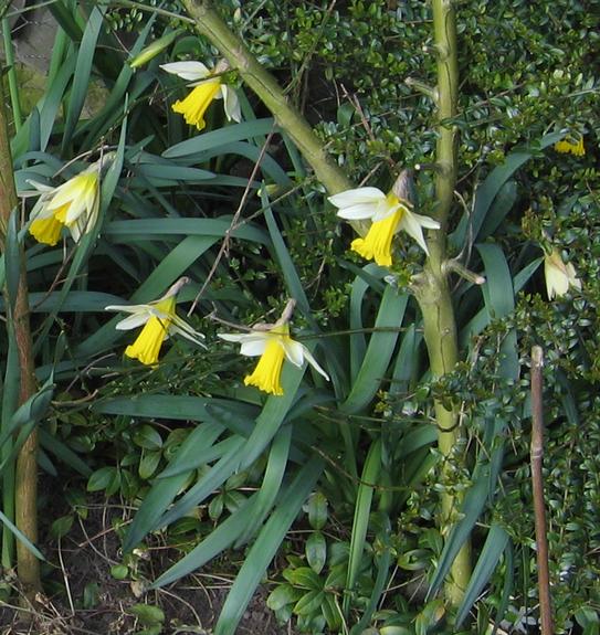 Narcissus pseudonarcissus ssp. pseudonarcissus is a native or 