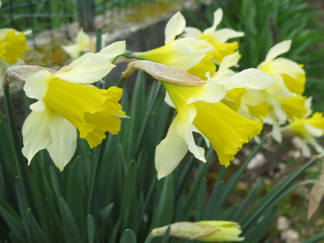 1c. Subgenus Narcissus section Ganymedes. quot;Angel39;s tearsquot; daffo