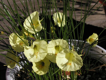 Narcissus romieuxii ssp. romieuxiiPale sulphur yellow. Photo by 