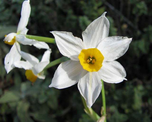 Narcissus tazetta , cream narcissus, Oregon, California, Texas, and 