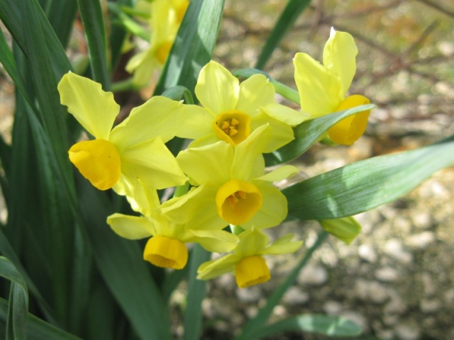 This species is listed by Kew as Narcissus tazetta ssp. aureusIt is 
