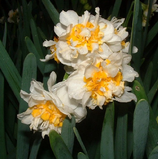 Narcissus Tazetta Related Keywords amp; Suggestions  Narcissus Tazetta 