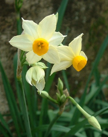 Narcissus tazetta, Angelo Porcelli
