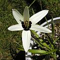 Spiloxene_capensis, Bob Rutemoeller