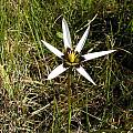 Spiloxene capensis, Bob Rutemoeller
