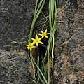 Spiloxene scullyi, Namaqualand, Bob Rutemoeller