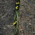 Spiloxene scullyi, Namaqualand, Bob Rutemoeller