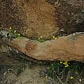 Spiloxene scullyi, Namaqualand, Bob Rutemoeller