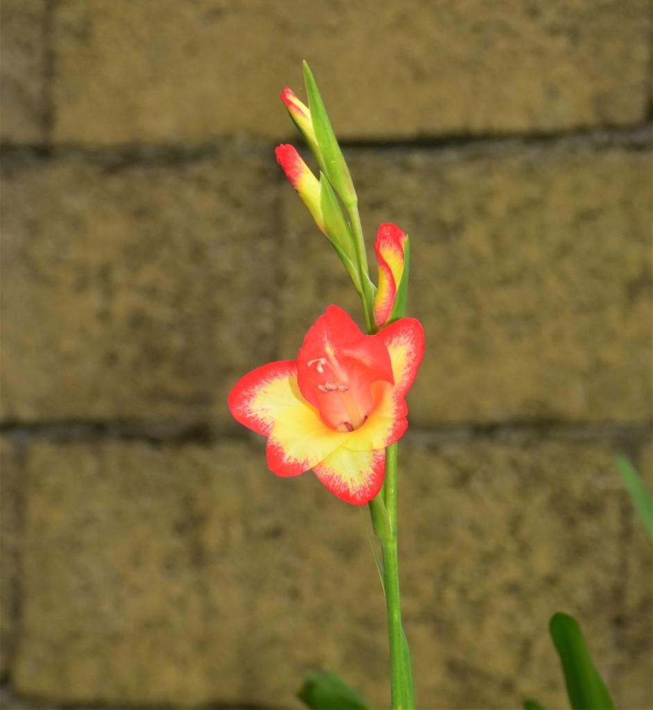 Gladiolus huttonii x Gladiolus undulatus.jpg