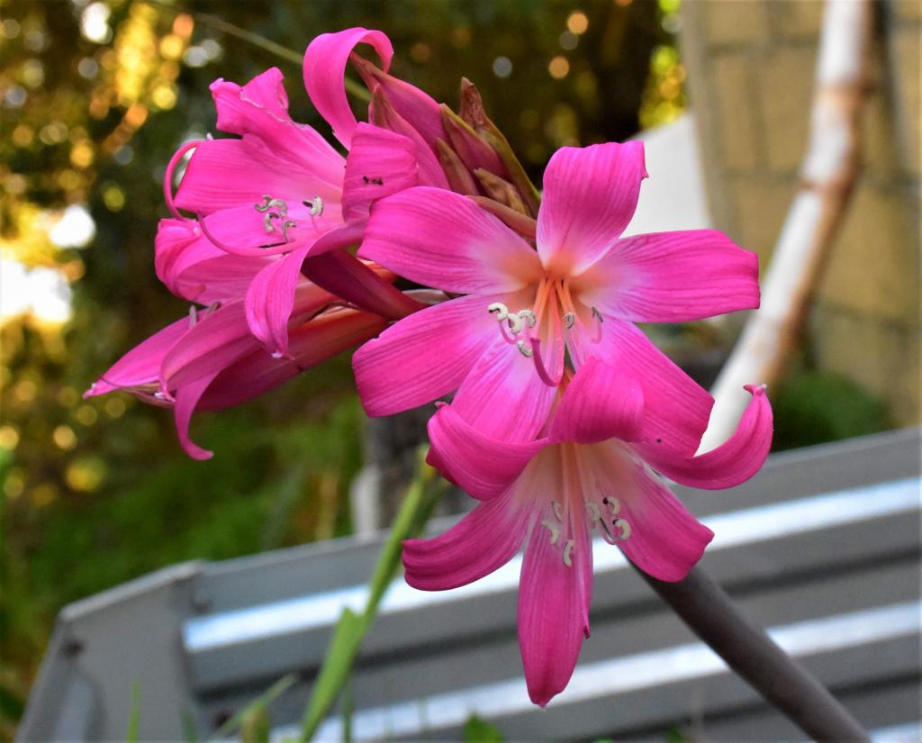 Amaryllis belladonna 'Rose Fonce'.jpg