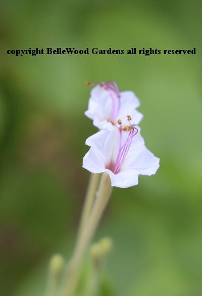 BelleWood in Bloom_2022-07_Mirabilis longiflora.jpg