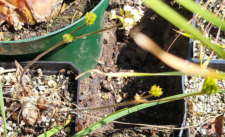 Pelargonium violiflorum-20220425_153501 - 1k.jpg
