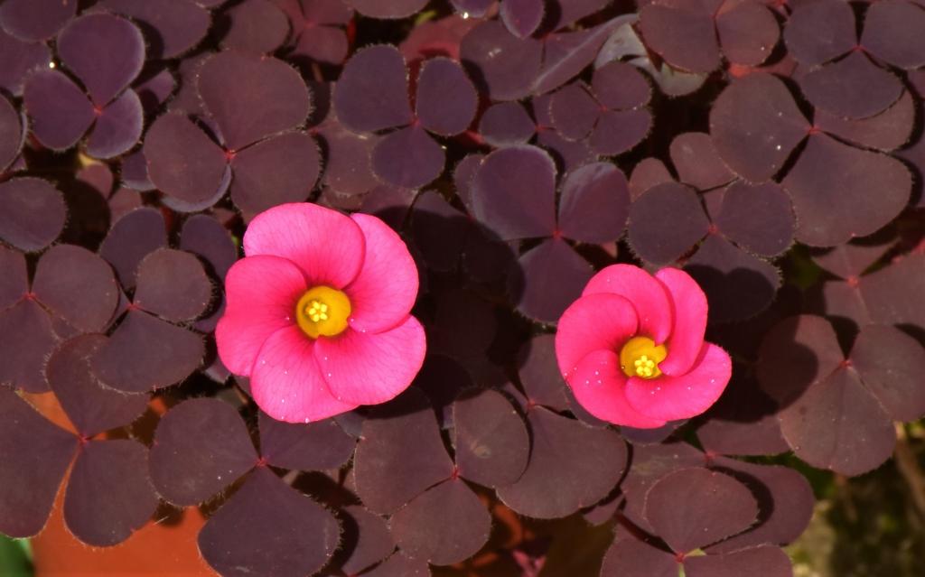 Oxalis purpurea 'Garnet'.jpg