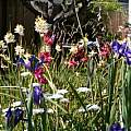 Gastil's Back yard in spring, M. Gastil-Buhl