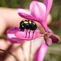 Large beetle on Watsonia, Michael Mace