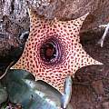 Huernia piersii, Cameron McMaster