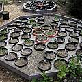 pots in raised beds, Mary Sue Ittner