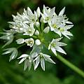 Allium ursinum, Martin Bohnet Allium ursinum, Martin Bohnet