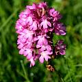 Anacamptis pyramidalis, Martin Bohnet Anacamptis pyramidalis, Martin Bohnet