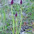 Anacamptis pyramidalis, Martin Bohnet Anacamptis pyramidalis, Martin Bohnet