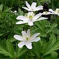 Anemonoides nemorosa white form, Martin Bohnet Anemonoides nemorosa white form, Martin Bohnet