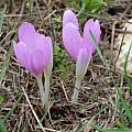 Colchicum autumnale, Martin Bohnet Colchicum autumnale, Martin Bohnet