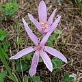 Colchicum autumnale, Martin Bohnet Colchicum autumnale, Martin Bohnet