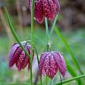 Fritillaria meleagris, Martin Bohnet Fritillaria meleagris, Martin Bohnet