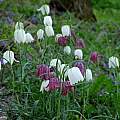 Fritillaria meleagris, Martin Bohnet Fritillaria meleagris, Martin Bohnet