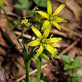 Gagea lutea, Martin Bohnet Gagea lutea, Martin Bohnet