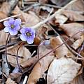 Hepatica nobilis, Martin Bohnet Hepatica nobilis, Martin Bohnet