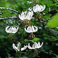 Lilium martagon white specimen, Martin Bohnet